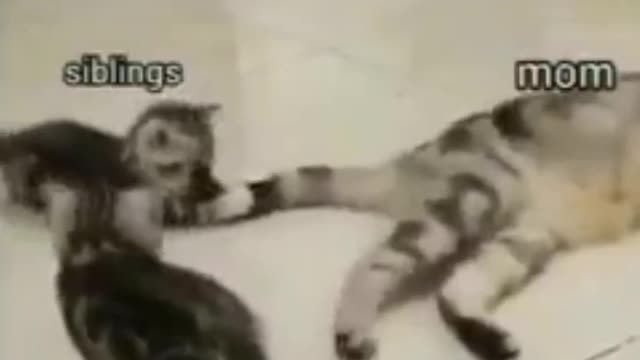 Funny cats video #Shorts