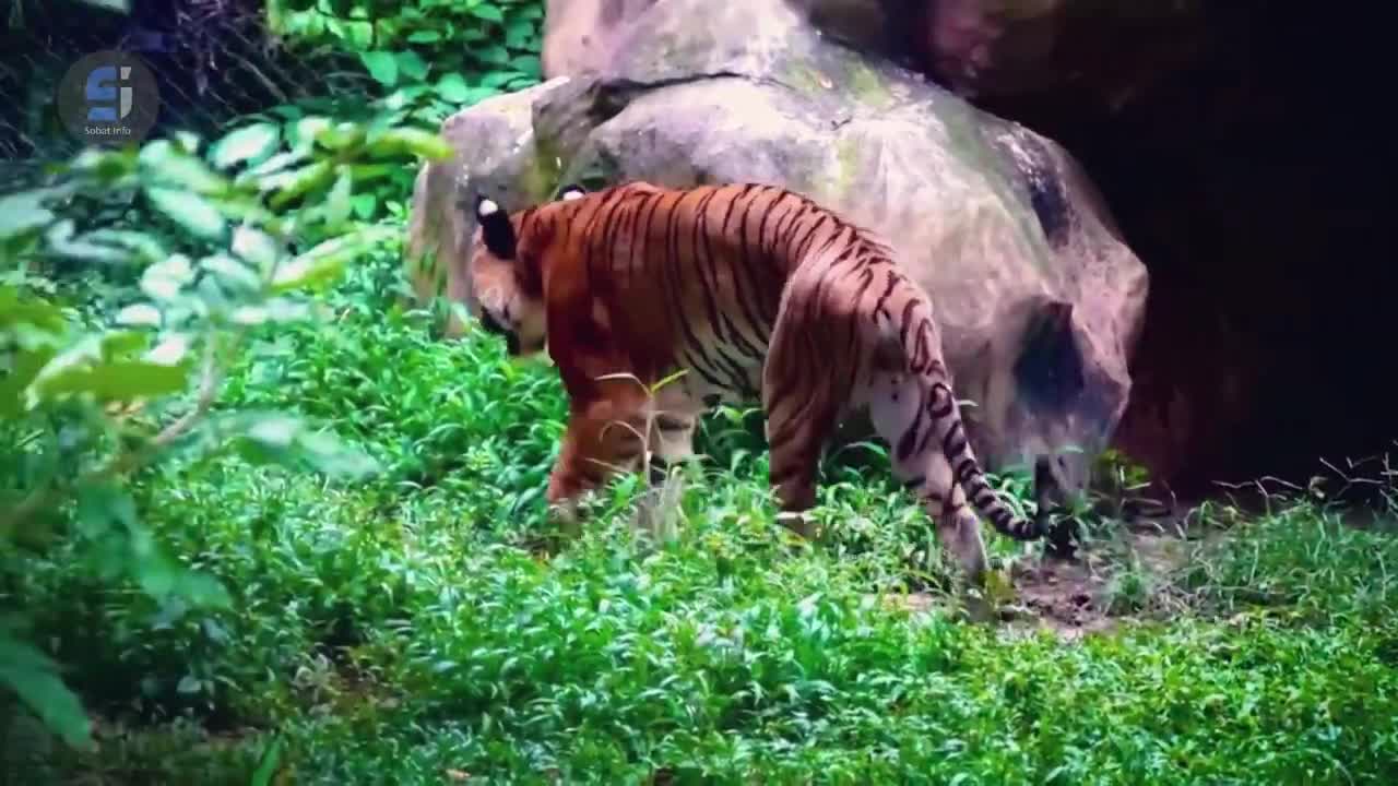 harimau ini seret mayat ke dalam gua