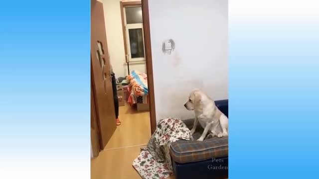 Cat and dog funn #viral #virul #shorts #shortvideo #fun #funny