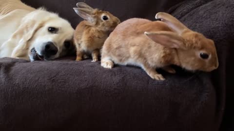 Funny Dog Plays with Rabbits on the Couch