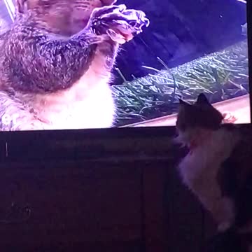 My cats a TV junkie