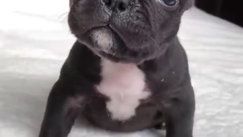 Cute puppy barking #cute #dog #trending