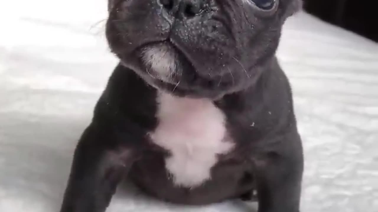 Cute puppy barking #cute #dog #trending