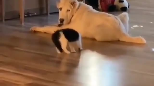 They are so cute!! 🥰🥰😍