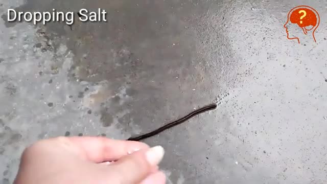 eearthworm -- Earthworm hates Salt Why_Cut