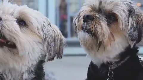 cute dogs