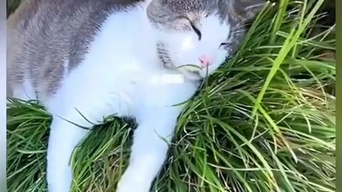 Funny cat video