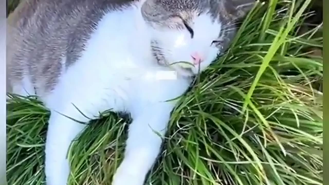 Funny cat video