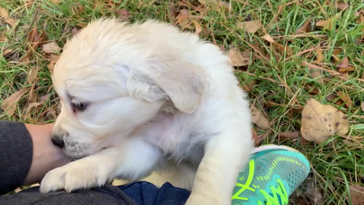 Thunder (royal blue) and Louie (light blue) (1)