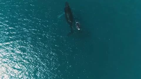 Beautiful Whales