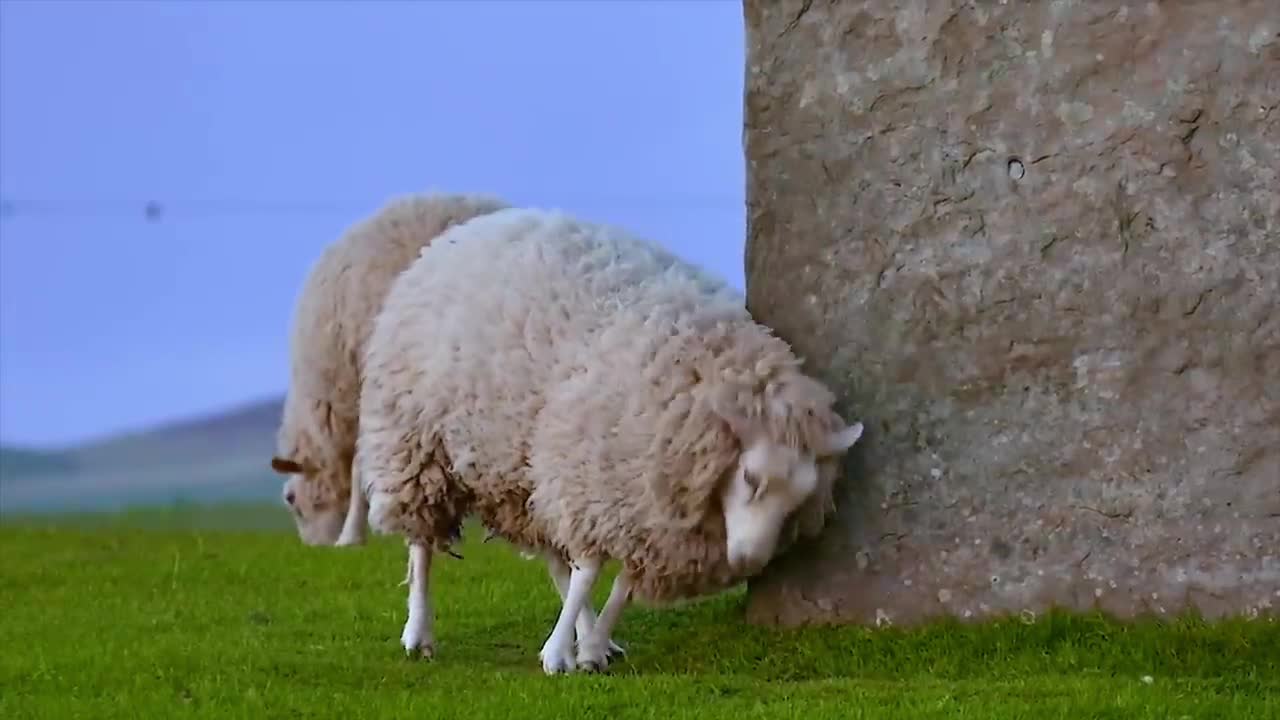 Sheep on the Prairie