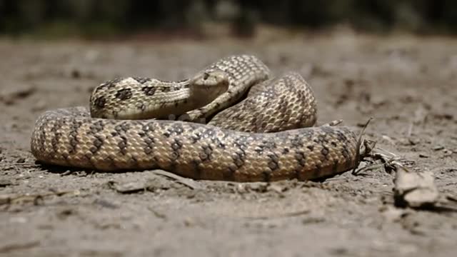 Diamond python snake scales passing in close up - Morelia spilota