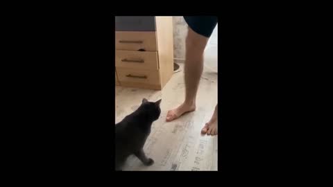 cute cat behavior and make the owner happy
