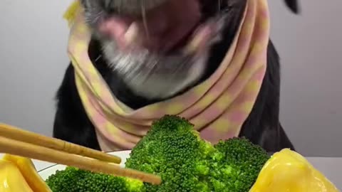 Dog eats quail egg & food with real sound l Madhu Makhi