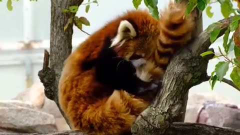 The Red Panda (Ailurus fulgens)