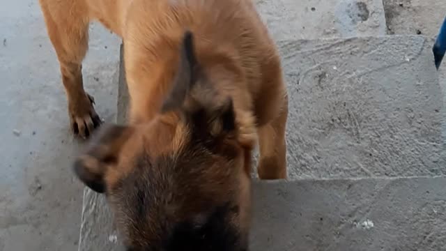 playful dog