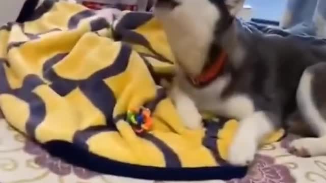 Best Funny Animals Videos 2022 Part 5