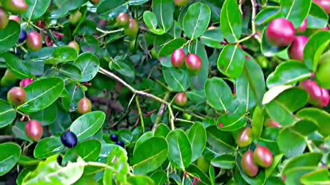 Forest natural fruits