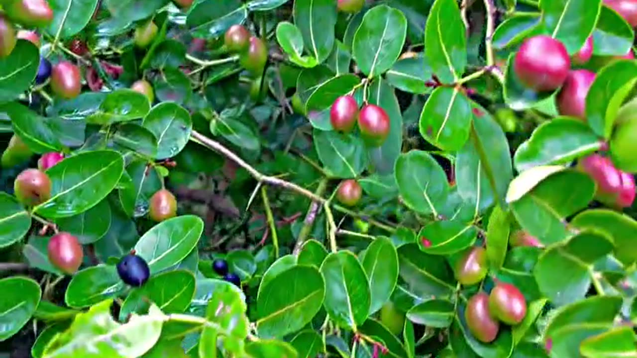 Forest natural fruits