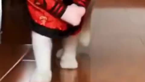 Funny Cat 😺😂 video