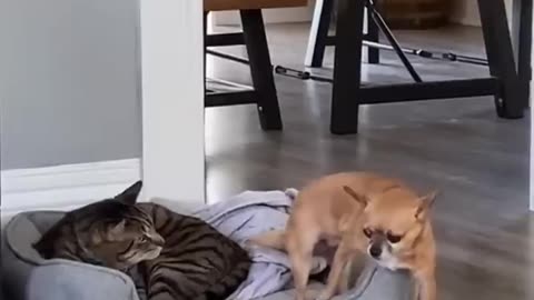 New Funny Videos 😍 Cutest Cats and Dogs 🐱🐶