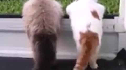 Tail Wagging Tales: Adorable Cats Show Off Their Moves!