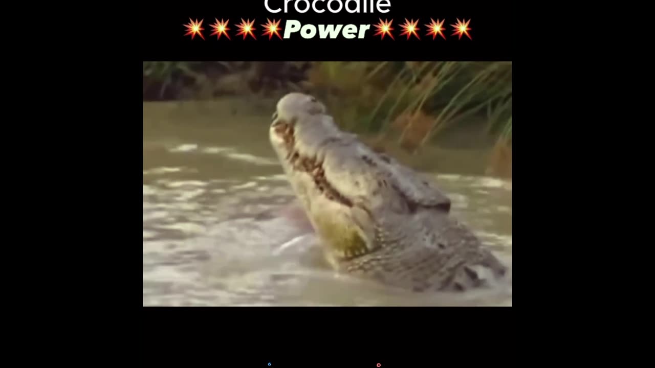 Crocodile splits Deer in to Two