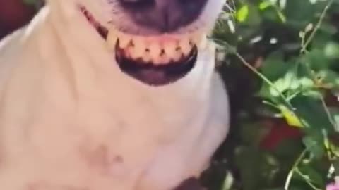 amazing funny pet videos