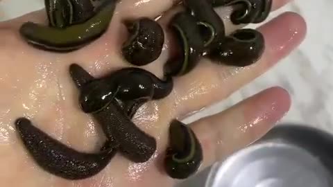 Leeches for Sale