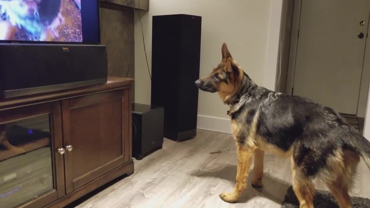 German Shepherd Howling Challenge!