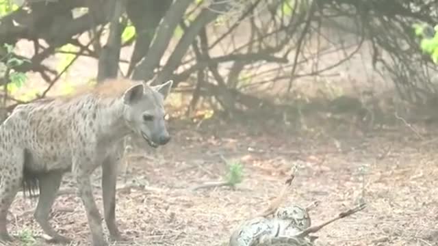 Hyena see antelope by boa constrictor winding