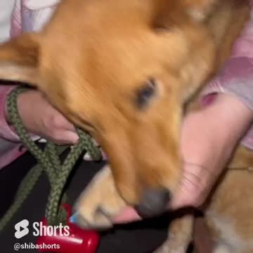 Mom Takes a Bite of her Dog’s Ear