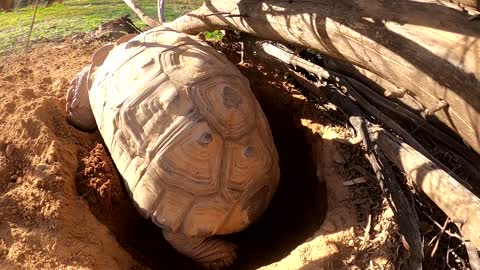 Tortoise Laying Eggs-11