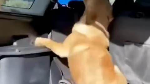 Funny viral puppy cat clip