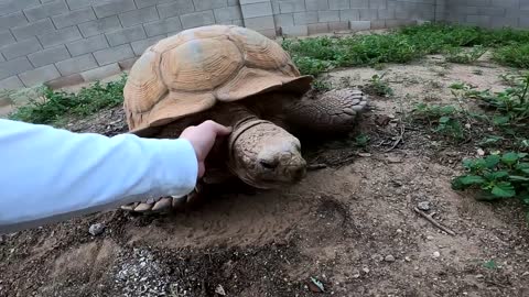 We Found a Baby Tortoise! - Morning Routine-2