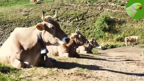 COW VIDEOS 🐄 COWS GRAZING IN A FIELD 🐄 COWS MOOING