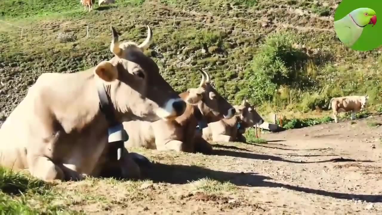COW VIDEOS 🐄 COWS GRAZING IN A FIELD 🐄 COWS MOOING