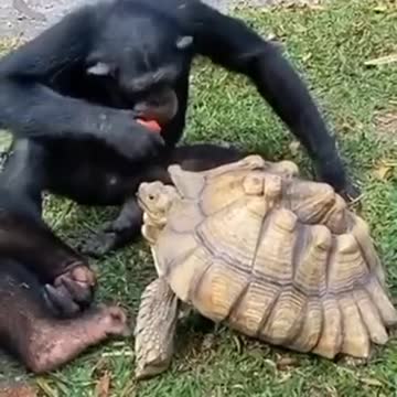 It's nice to see that even animals know how to Share foods.