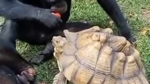 It's nice to see that even animals know how to Share foods.