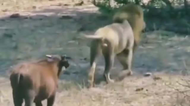 Animal fighting