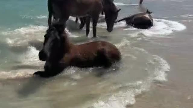 There are many horses in the sea