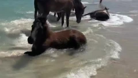 There are many horses in the sea