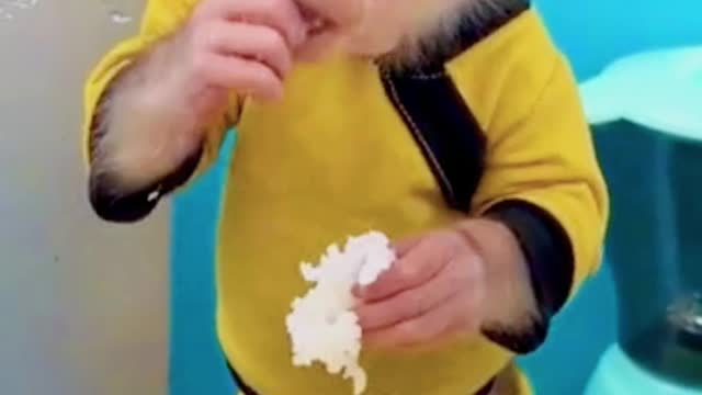 Monkey meal time
