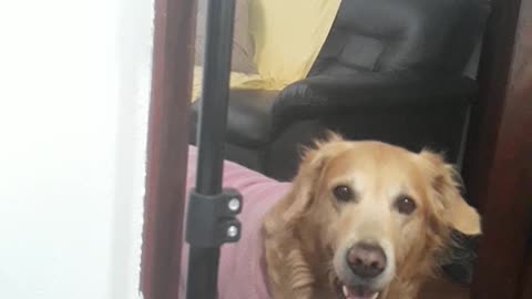 NINA Golden Retriever CALLING OUT TO THE STREET