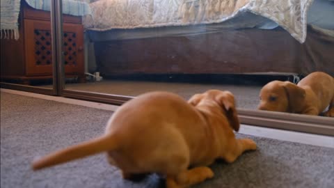 Dogs