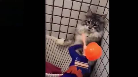Funny clip # funny animal
