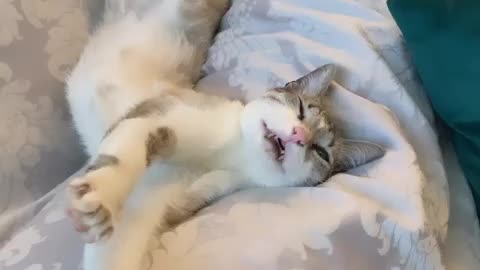 Laziest cat in the world