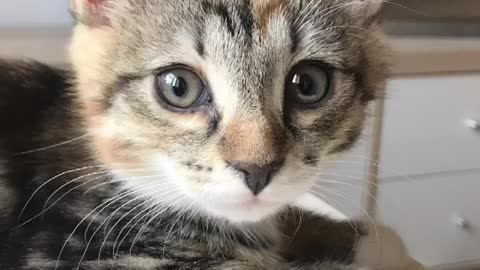 🥺 #cat #кошка