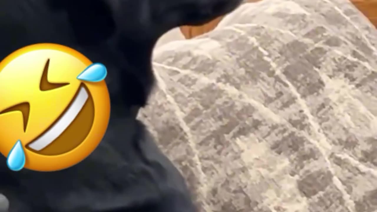 🐕🤣🤣🐕