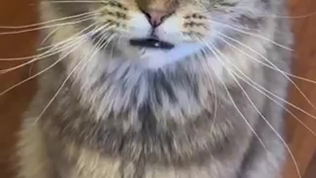 Cat’s response to human